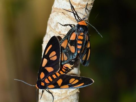 Amata sp. moth photographed north coast new south wales toormina....often while mating,maybe the one time they sit still long enough! Amata,Arctiinae,Australia,Erebidae,Geotagged,Noctuoidea,new south wales