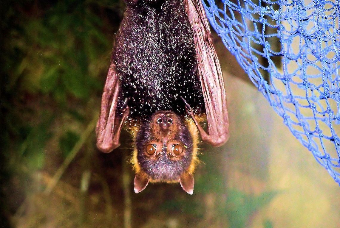 spectacled flying fox (Pteropus conspicillatus) photographed at cape tribulation far north queensland a few years back,this is rex a resident fruit bat/flying fox of the The Bat House which is so named because there is always a flying fox in attendance. These primates are mostly orphans, which for one reason or another have been in captivity too long to be allowed to enter the wild, which must usually occur no later than 6 months after birth,Besides giving visitors the opportunity to meet a flying fox, the Bat House provides environmental and tourist information on the region, and the research activities of the Station are highlighted....a great place to learn about these amazing tropical primates .........<a href="http://austrop.org.au/content/bat-house" rel="nofollow">http://austrop.org.au/content/bat-house</a> Australia,Geotagged,Pteropus conspicillatus,Spectacled flying fox,The Bat House,cape tribulation,far north queensland,fruit bat,spectacled flying fox