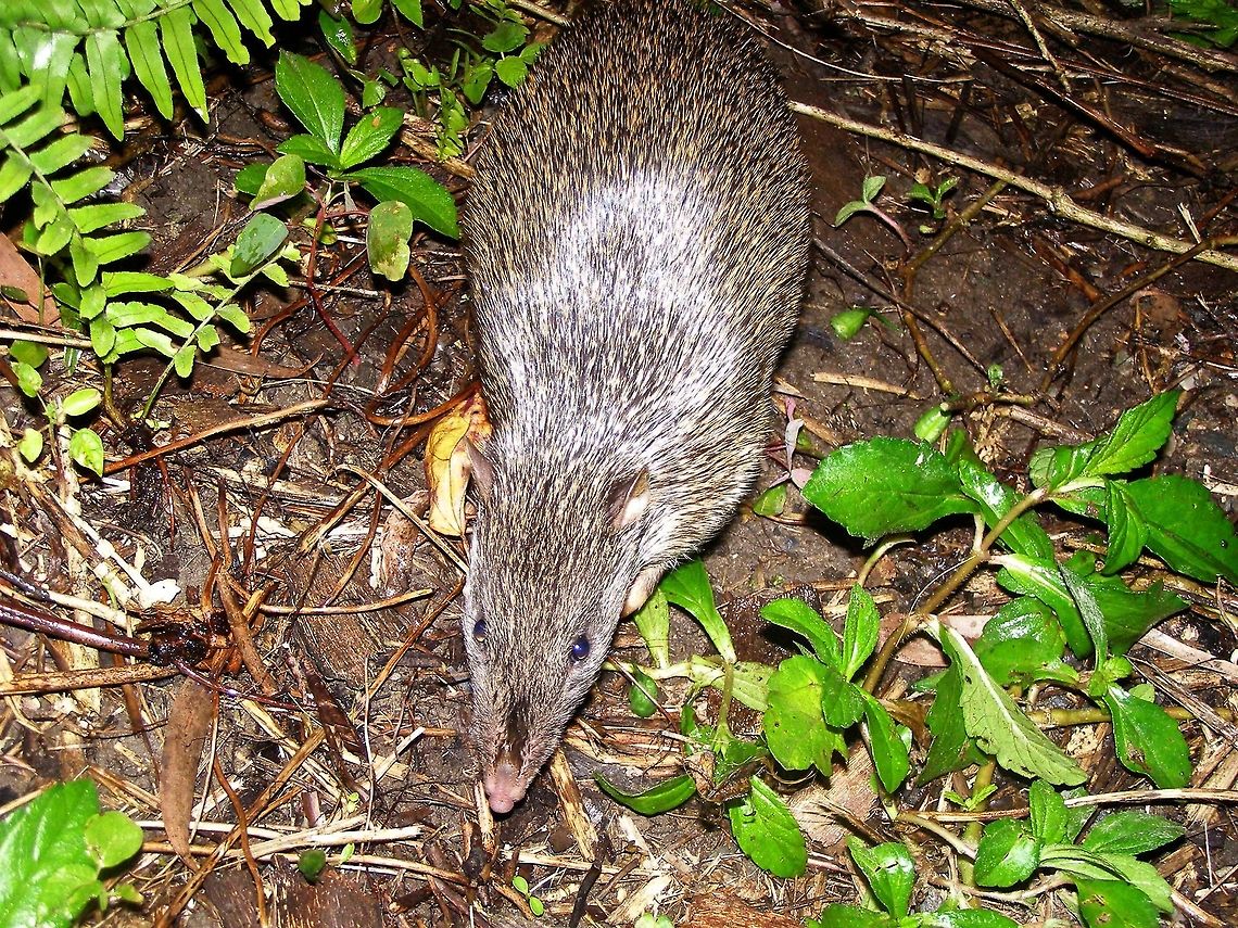 northern brown bandicoot (Isoodon macrourus) photographed at cape tribulation far north queensland while out camping this wonderful bandicoot would come and visit everynight foraging around for a feed he would come right up to the back of the campervan where i managed to snap this shot while laying in bed,....zen photography at its best Australia,Geotagged,Isoodon macrourus,Northern brown bandicoot,cape tribulation,far north queensland