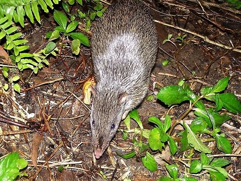 northern brown bandicoot (Isoodon macrourus) photographed at cape tribulation far north queensland while out camping this wonderful bandicoot would come and visit everynight foraging around for a feed he would come right up to the back of the campervan where i managed to snap this shot while laying in bed,....zen photography at its best Australia,Geotagged,Isoodon macrourus,Northern brown bandicoot,cape tribulation,far north queensland