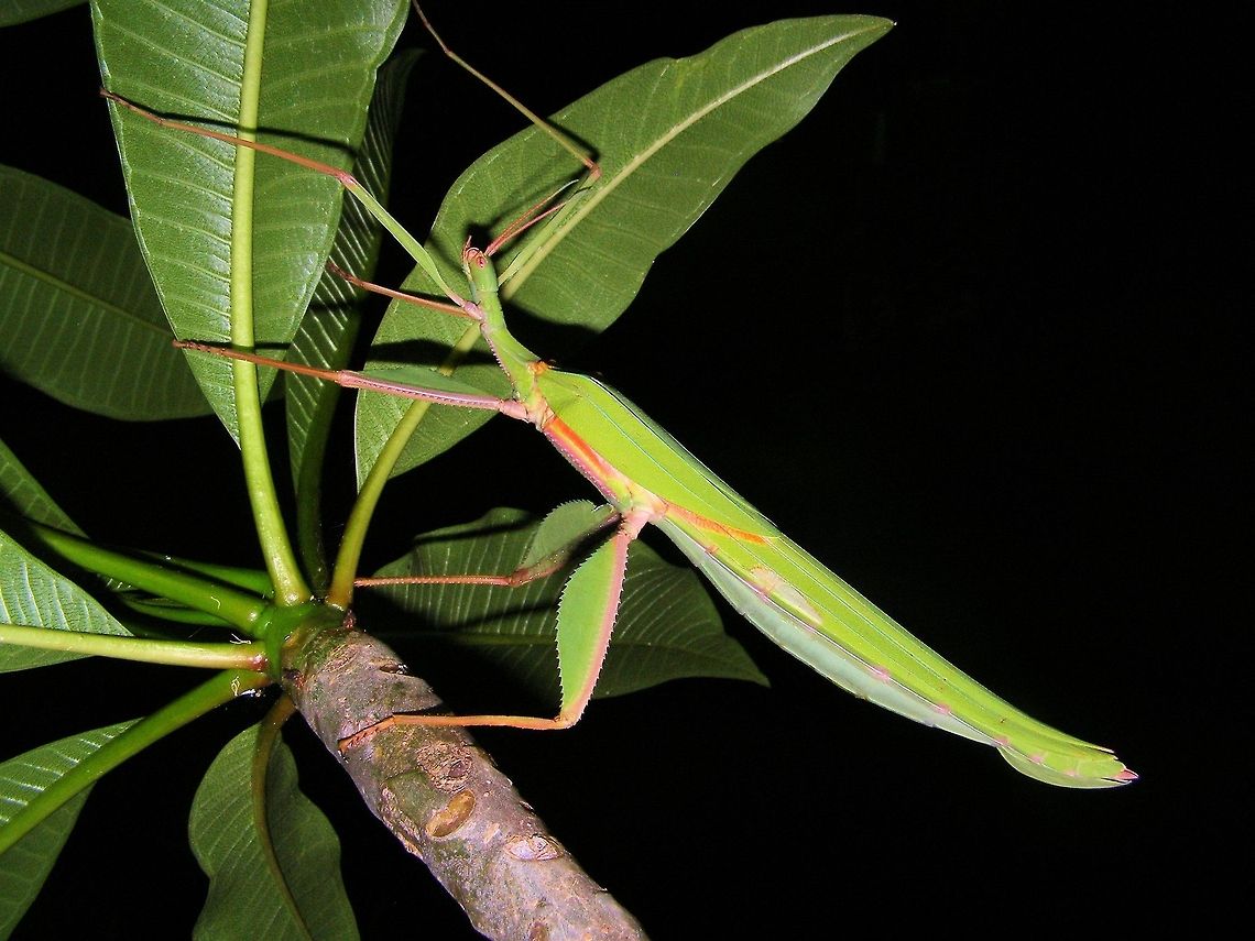 Red-Shouldered Stick Insect - Tropidoderus rhodomus photographed at rubyvale central queensland this large phasmid or leafy stick insect also has a set of purplish membrane wings ,he was happy to hang around on this frangipani tree in the rubyvale caravan park alongside our site for a few snaps ...having never seen one before i was quite amazed when he suddenly spread his wings and flew away, queensland has an amazing diversity of wildlife and so many insects to see!<br />
<br />
Note : ID corrected/edited from spur legged phasmid, Didymuria violescens to Red-Shouldered Stick Insect - Tropidoderus rhodomus, and this is a female, not a male. Australia,Geotagged,Phasmid,Red-Shouldered Stick Insect,Tropidoderus rhodomus,central queensland,leafy stick insect