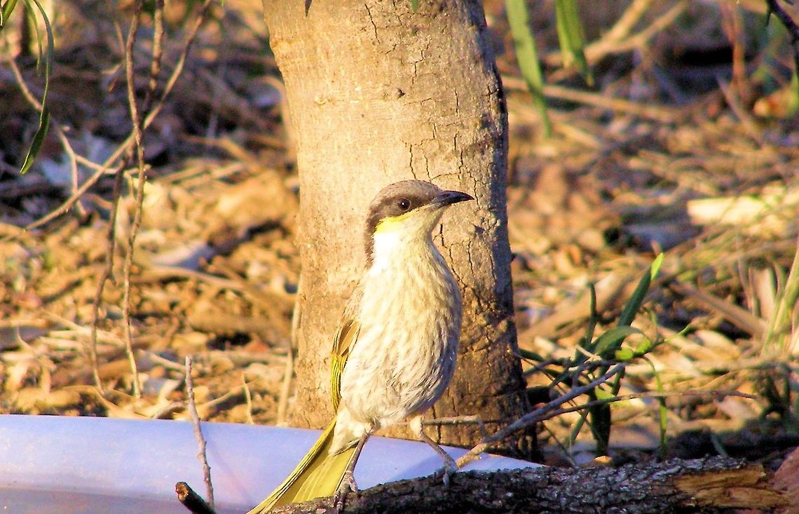 Singing Honeyeater (Lichenostomus virescens) photographed central queensland gemfields on the washpool fossicking field west of rubyvale...one of the many honeyeaters found in the area! Australia,Geotagged,Lichenostomus virescens,Singing Honeyeater,central queensland