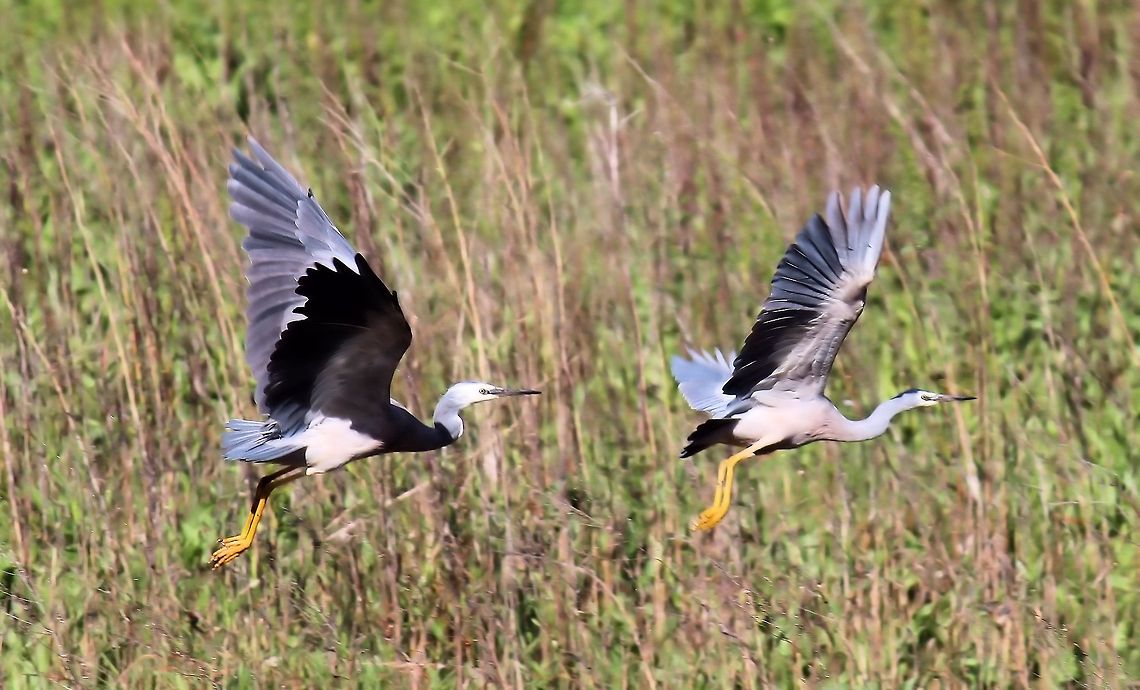 White-faced Heron (Egretta novaehollandiae) photographed onkaparinga river bushwalking trails south australia Australia,Egretta novaehollandiae,Geotagged,White-faced Heron,onkaparinga river,south australia