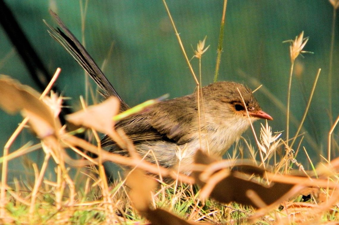 Superb Fairywren (Malurus cyaneus) photographed at deep creek conservation park south australia...the female superb is very different from the male both the females and juveniles are predominantly grey-brown in colour and often seen in groups of 3 or 4 hanging out with a stunning blue adorned male...they one of 12 species of the genus Malurus, commonly known as fairywrens, found in Australia and are both socially monogamous and sexually promiscuous,Male wrens pluck yellow petals and display them to females as part of a courtship display! At deep creek they are so used to humans that they offer many close up photo ops and hours of entertainment  Deep Creek Conservation Park,Geotagged,Malurus cyaneus,Superb Fairywren,australia,south australia