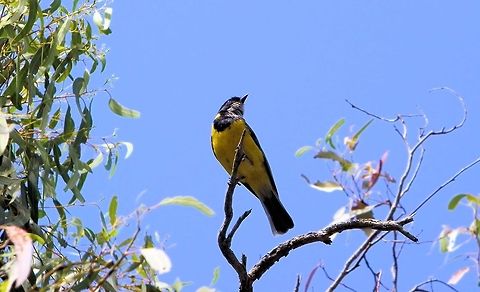 Australian Golden Whistler (Pachycephala pectoralis) photographed at deep creek conservation park south australia ....one of several whistlers in australia weve been lucky enough to see in central queensland there is a rufous whistler and in far north queensland another very similar mangrove golden whistler all have a delightful song and love to sing!  Australia,Australian Golden Whistler,Geotagged,Pachycephala pectoralis,deep creek conservation park,south australia