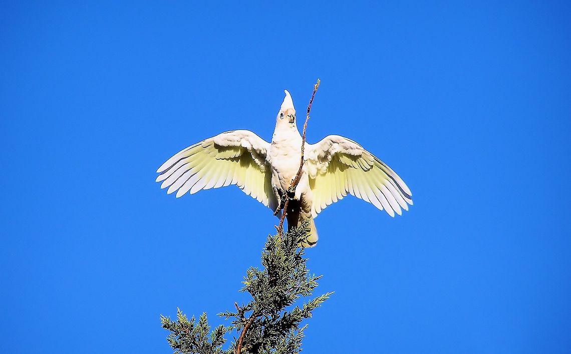 Little Corella (Cacatua sanguinea) photographed moana beach south australia where every year hundreds of little corellas invade the suburban gardens to reclaim their traditional feeding grounds a wonderful sight for bird lovers but terrifying for the suburban gardeners Australia,Cacatua sanguinea,Geotagged,Little Corella,moana beach,south australia