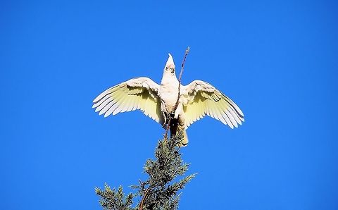 Little Corella (Cacatua sanguinea) photographed moana beach south australia where every year hundreds of little corellas invade the suburban gardens to reclaim their traditional feeding grounds a wonderful sight for bird lovers but terrifying for the suburban gardeners Australia,Cacatua sanguinea,Geotagged,Little Corella,moana beach,south australia