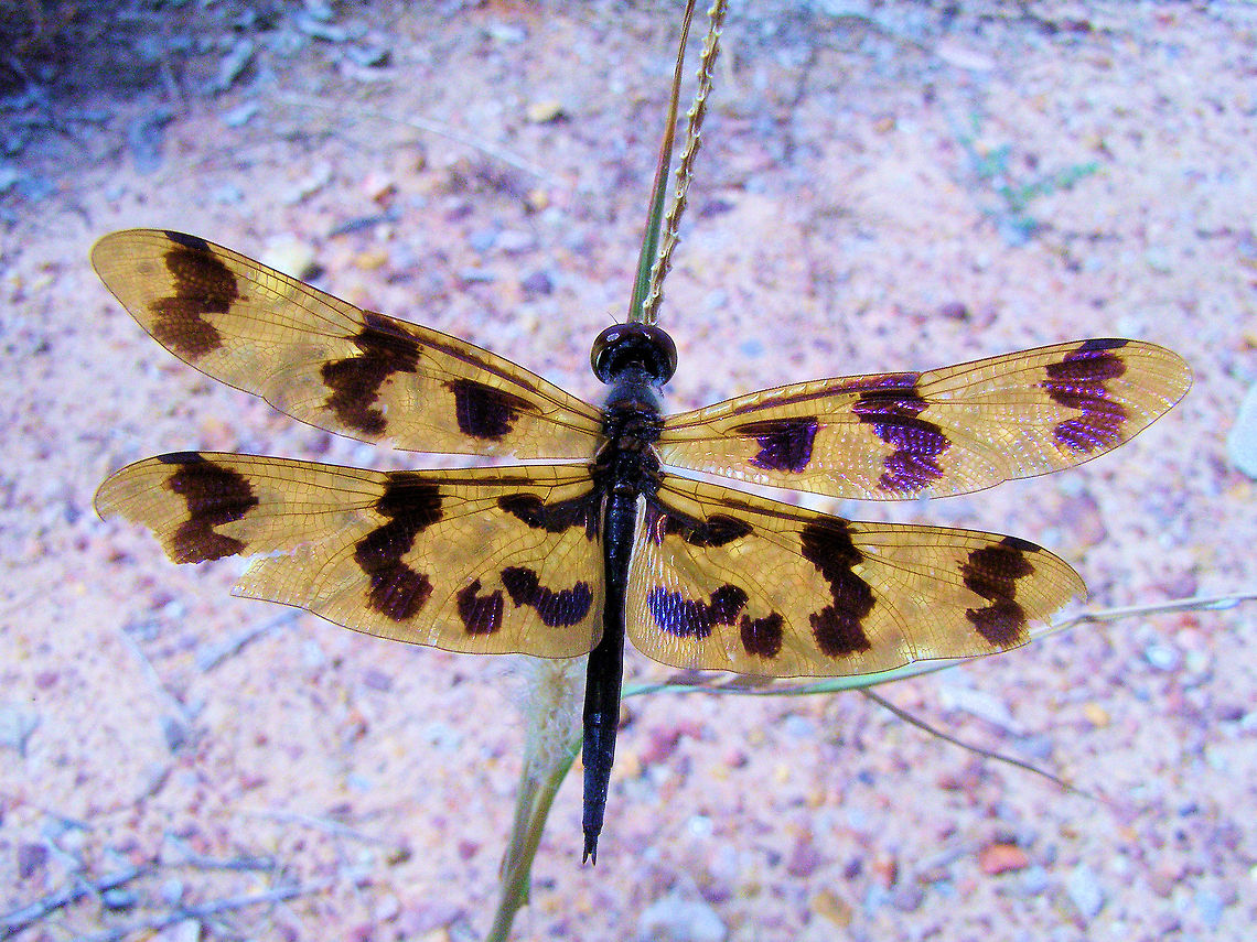 Yellow-Striped Flutterwings (Rhyothemis graphiptera) sapphire central queensland gemfields<br />
photographed while fishing for red-claw yabbies at a local dam created from an old sapphire mining wash plant from the 80s, its big enough that the locals jet ski on it and supports an ecosystem of creatures including lots of dragonflys bats birds kangaroos camels and campers! Australia,Geotagged,Rhyothemis graphiptera,Yellow-Striped Flutterwings,central queensland gemfield
