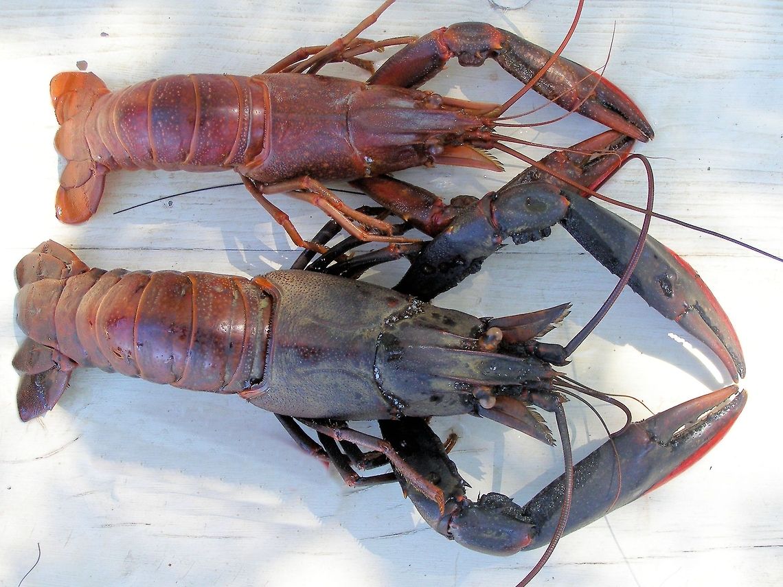 Redclaw crayfish (Cherax quadricarinatus) Yabbie is a name given in Australia to two different kinds of crustacean. A freshwater yabby is a crayfish of the genus Cherax (infraorder Astacidea, family Parastacidae). They are often caught for food. They are frequently found in dams, ponds, lakes and rivers in Australia's Eastern States.  Australia,Cherax destructor,Cherax quadricarinatus,Geotagged,Redclaw crayfish,blue claw,crustacean,redclaw,yabbies,yabbying