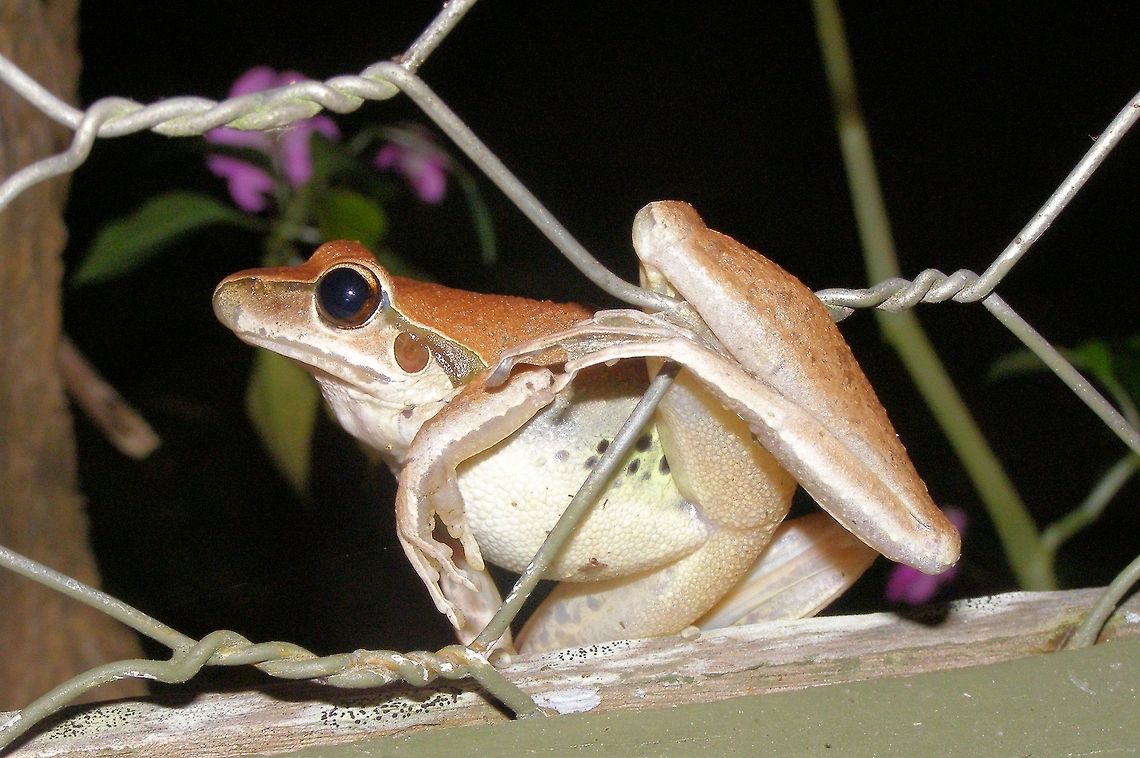 stony-creek frog Litoria wilcoxii photograped atherton tableland far north queensland this frog lived at our backdoor hence why he is hanging off the wire along the walkway! Australia,Geotagged,Litoria wilcoxii,Stony-creek frog,atherton tableland,far north queensland