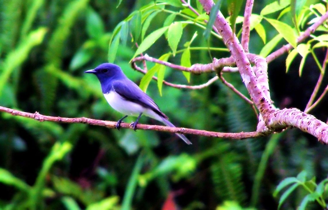 Leaden Flycatcher (Myiagra rubecula) photographed atherton tableland far north queensland Australia,Geotagged,Leaden Flycatcher,Myiagra rubecula,atherton tableland,australia,far north queensland