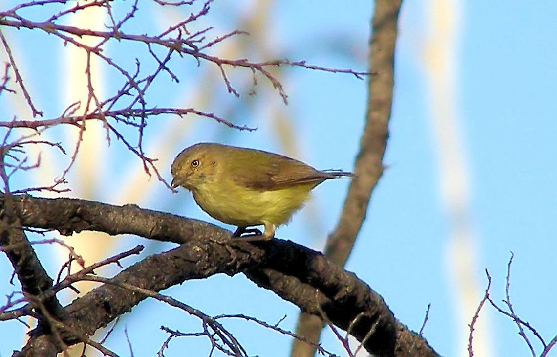 Weebill (Smicrornis brevirostris) photographed on the central queensland gemfields west of rubyvale  Australia,Geotagged,Smicrornis brevirostris,Weebill,central queensland gemfields