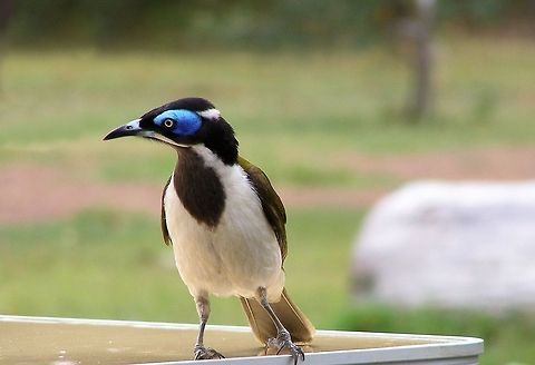 Blue-faced Honeyeater (Entomyzon cyanotis) photographed at baffle creek queensland one of australias many honeyeaters the blue face is a very vocal and active forest dweller often feeding together in a social group they can also be very protective of nesting sites and known to swoop at intruders or when feel threatened some people feel theyre a nuisance at times tho ive never thought the case a attractive addition to the wildlife with their vivid blue faces while the juvenile wears a green face! Australia,Blue-faced Honeyeater,Entomyzon cyanotis,Geotagged,australia,baffle creek,queensland