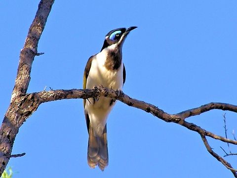 Blue-faced Honeyeater (Entomyzon cyanotis) photographed on the central queensland gemfields when out digging for sapphires considered a good omen to finding a blue sapphire by some superstitious diggers as is spotting a shooting star theyre an iconic part of the soundscape to australias bushland experience  Australia,Blue-faced Honeyeater,Blue-faced Honeyeater (Entomyzon cyanotis),Entomyzon cyanotis,Geotagged,australia,central queensland gemfield