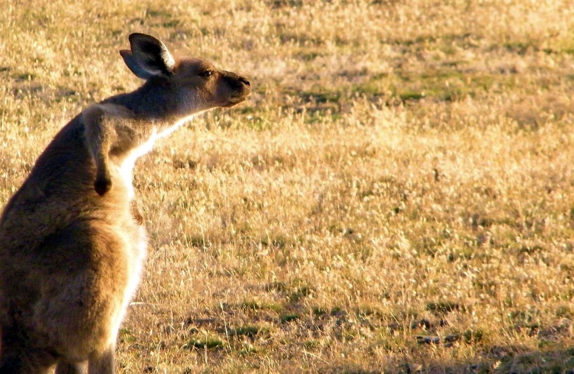western grey kangaroo (Macropus fuliginosus) western grey kangaroo (Macropus fuliginosus) deep creek conservation park south australia..having an early morning scratch  and really enjoying it, striking a very uncharacteristic pose  definitely not a postcard shot! looks more like an audition shot for the simpsons! Australia,Geotagged,Macropus fuliginosus,Western grey kangaroo,deep creek conservation,park south australia,western grey kangaroo