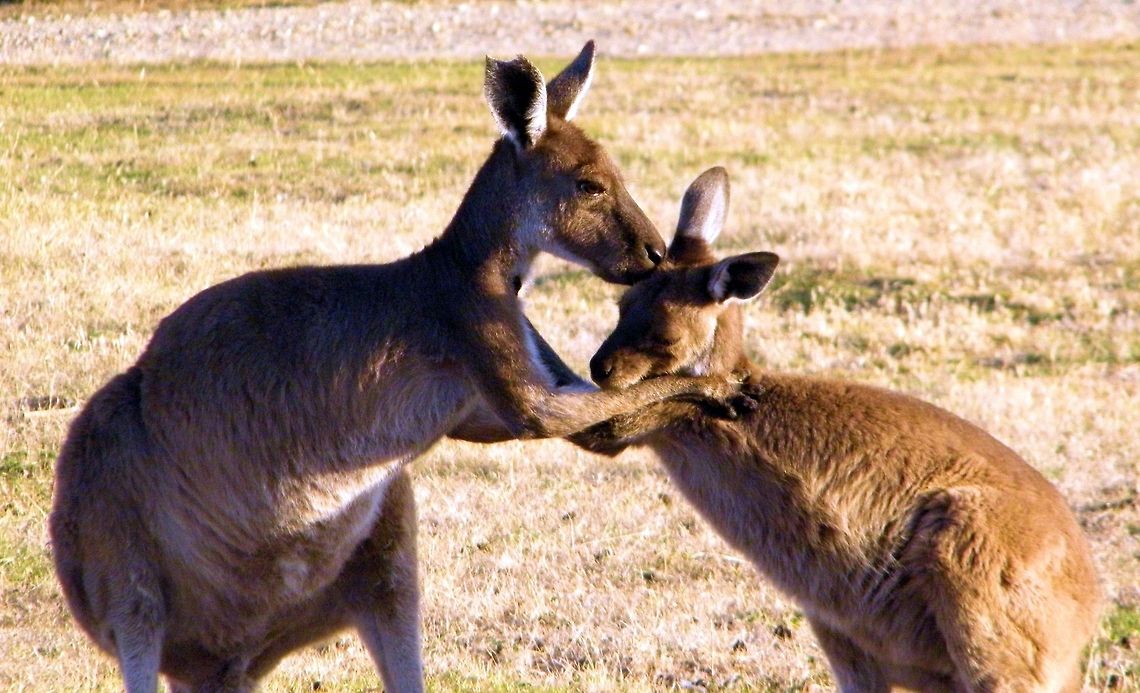 western grey kangaroo (Macropus fuliginosus)  photographed at deep creek conservation park south australia..... the youngster is getting an early morning wash, The western grey kangaroo is not found in the tropical north or the fertile south-east of Australia, and the eastern grey does not extend beyond the NSW&ndash;South Australia border, They never interbreed in the wild, although it has proved possible to produce hybrids between eastern grey females and western grey males in captivity. Australia,Geotagged,Macropus fuliginosus,Western grey kangaroo,deep creek conservation park,south australia,western grey kangaroo