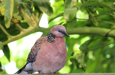 spotted dove (Spilopelia chinensis) photographed in a suburban backyard at Seaford Adelaide South Australia an introduced tourist bird but quite common in australia a very user friendly creature happy to wander around underfoot with pairs claiming residency for years on end  Adelaide,Australia,Geotagged,South Australia,Spilopelia chinensis,Spotted Dove,introduced