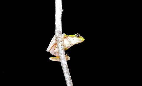 northern dwarf tree frog (Litoria bicolor) photographed at baffle creek queensland when out on a night walk we would see several species of native frogs every evening Australia,Geotagged,Litoria bicolor,Northern dwarf tree frog,baffle creek,northern dwarf tree frog,queensland