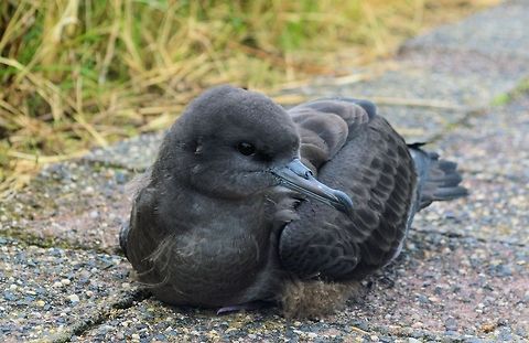Wedge-tailed Shearwater
