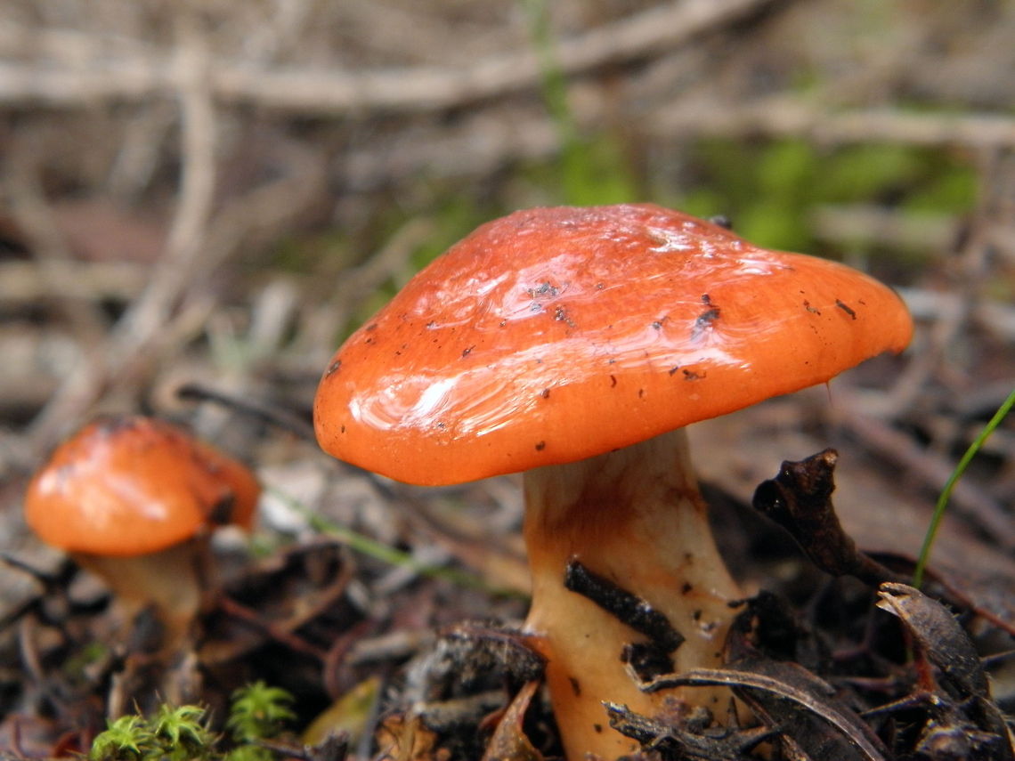 Cortinarius erythraeus photographed at Kuitpo Forest South Australia  Australia,Cortinarius Erythraeus,Cortinarius erythraeus,Geotagged,Kuitpo Forest,South Australia,Winter