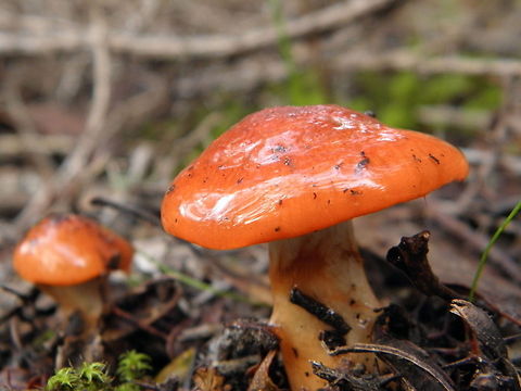 Cortinarius erythraeus photographed at Kuitpo Forest South Australia  Australia,Cortinarius Erythraeus,Cortinarius erythraeus,Geotagged,Kuitpo Forest,South Australia,Winter