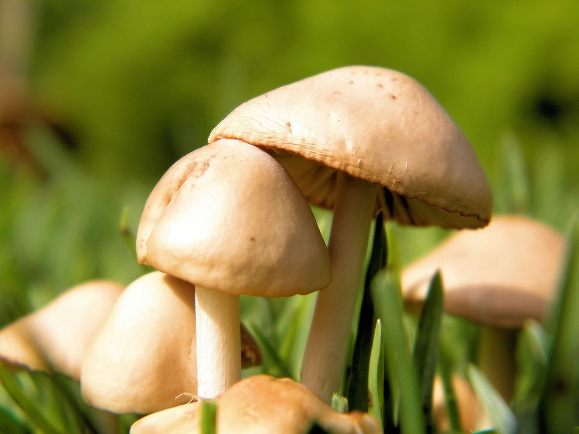 mushrooms onkaparinga gorge photographed at onkaparinga gorge south australia<br />
no idea of species as the great mysterious secret business of mushroom ID totally evades me Australia,Geotagged,mushrooms,onkaparinga gorge,south australia