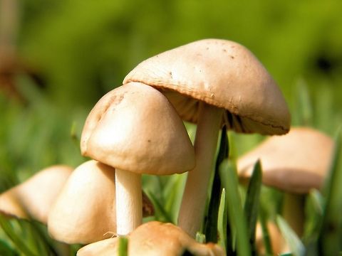 mushrooms onkaparinga gorge photographed at onkaparinga gorge south australia
no idea of species as the great mysterious secret business of mushroom ID totally evades me Australia,Geotagged,mushrooms,onkaparinga gorge,south australia