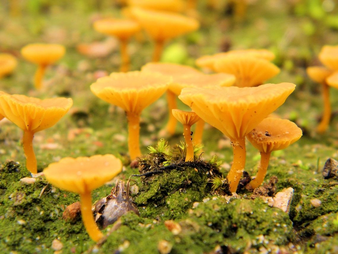 Lichenomphalia umbellifera photographed at onkaparinga gorge south australia and as best i can find online is one of the Lichenomphalia <br />
Gilled Fungi<br />
This is by far the largest group of the macro-fungi. It contains the familiar mushrooms and toadstools.<br />
<br />
Gilled fungi can be found growing in forests, grasslands and even on dung and old bones. Some gilled fungi can be eaten, but many Australian species are poisonous.<br />
Most gilled fungi species are referred to as Agarics, as they belong to the fungal order Agaricales. However, some species of gilled fungi belong to other orders, such as Russulales, Boletales and even Polyporales. Australia,Geotagged,Lichenomphalia umbellifera,fungi,mushroom,onkaparinga gorge,south australia