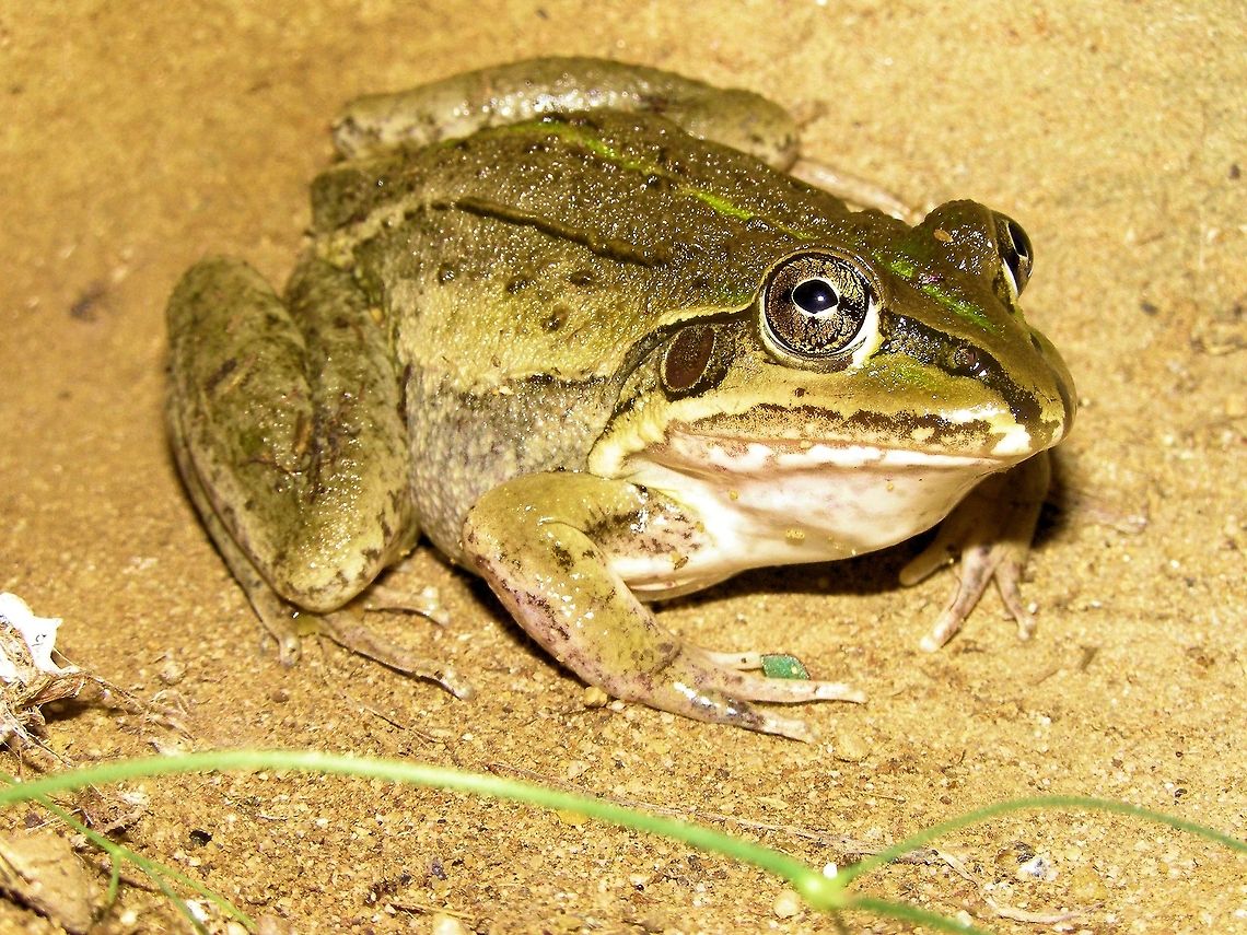 striped burrowing frog (Cyclorana alboguttata) photographed on the central queensland gemfields actually at our back door in the town of sapphire the area was locally known as frog hollow and when it really rained you could hear nothing but the sound of frogs ...no matter how loud the stereo was turned up to ....the frogs won! Australia,Cyclorana alboguttata,Geotagged,Striped burrowing frog,central queensland gemfields,frog hollow,sapphire