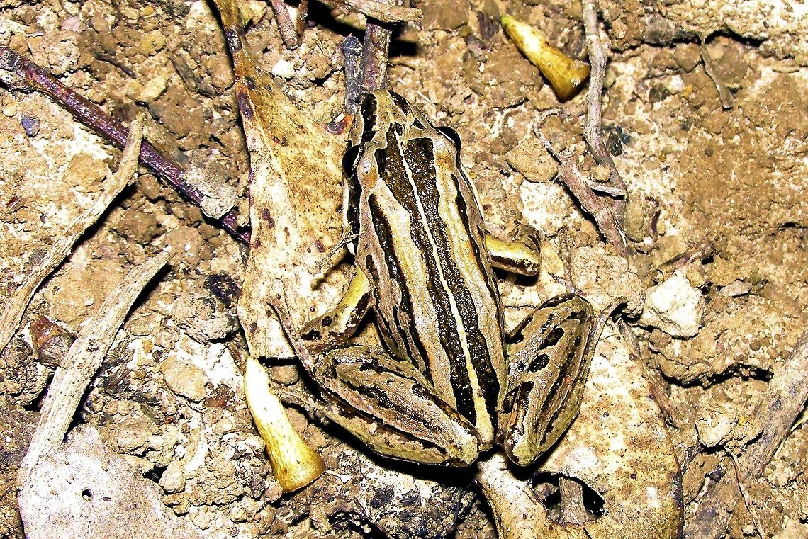 The striped marsh frog or brown-striped frog (Limnodynastes peronii) photographed at Baffle Creek north queensland  Australia,Baffle Creek,Geotagged,Limnodynastes peronii,australia,north queensland,striped marsh frog