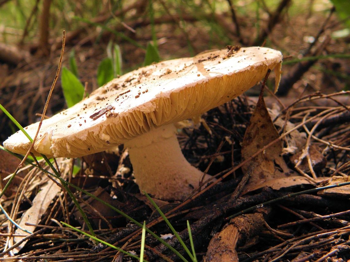 forest mushrooms onkaparinga gorge another of the unknown species of mushrooms found at onkaparinga gorge in south australia any help in identifying these fungi is more than welcome as i know less than nothing about them! Australia,Geotagged,forest mushrooms,onkaparinga gorge,south australia