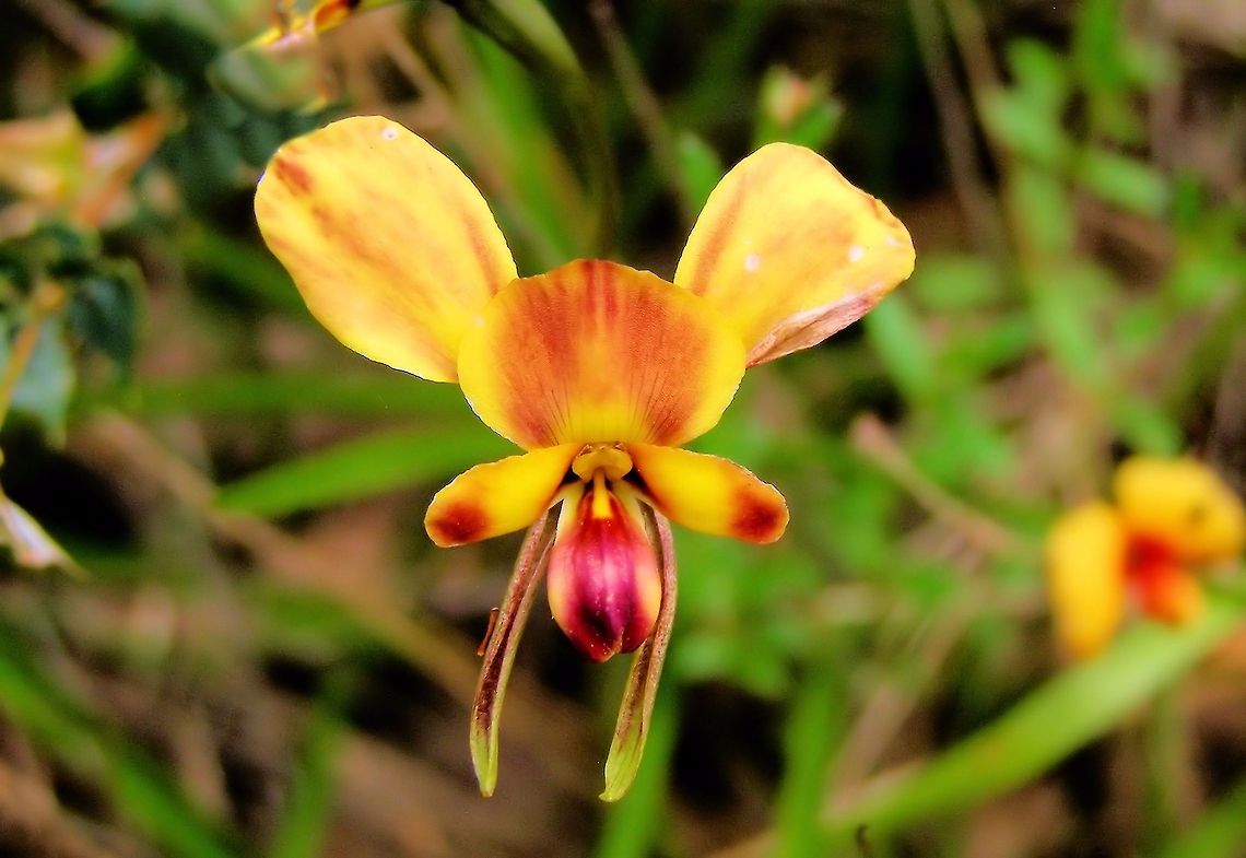 Donkey Orchid (Diuris) photographed at Myponga Dam south australia just one of the numerous native orchids found growing in the scrub around the local dam Australia,Diuris corymbosa,Geotagged,Myponga Dam,australia,native orchids,south australia