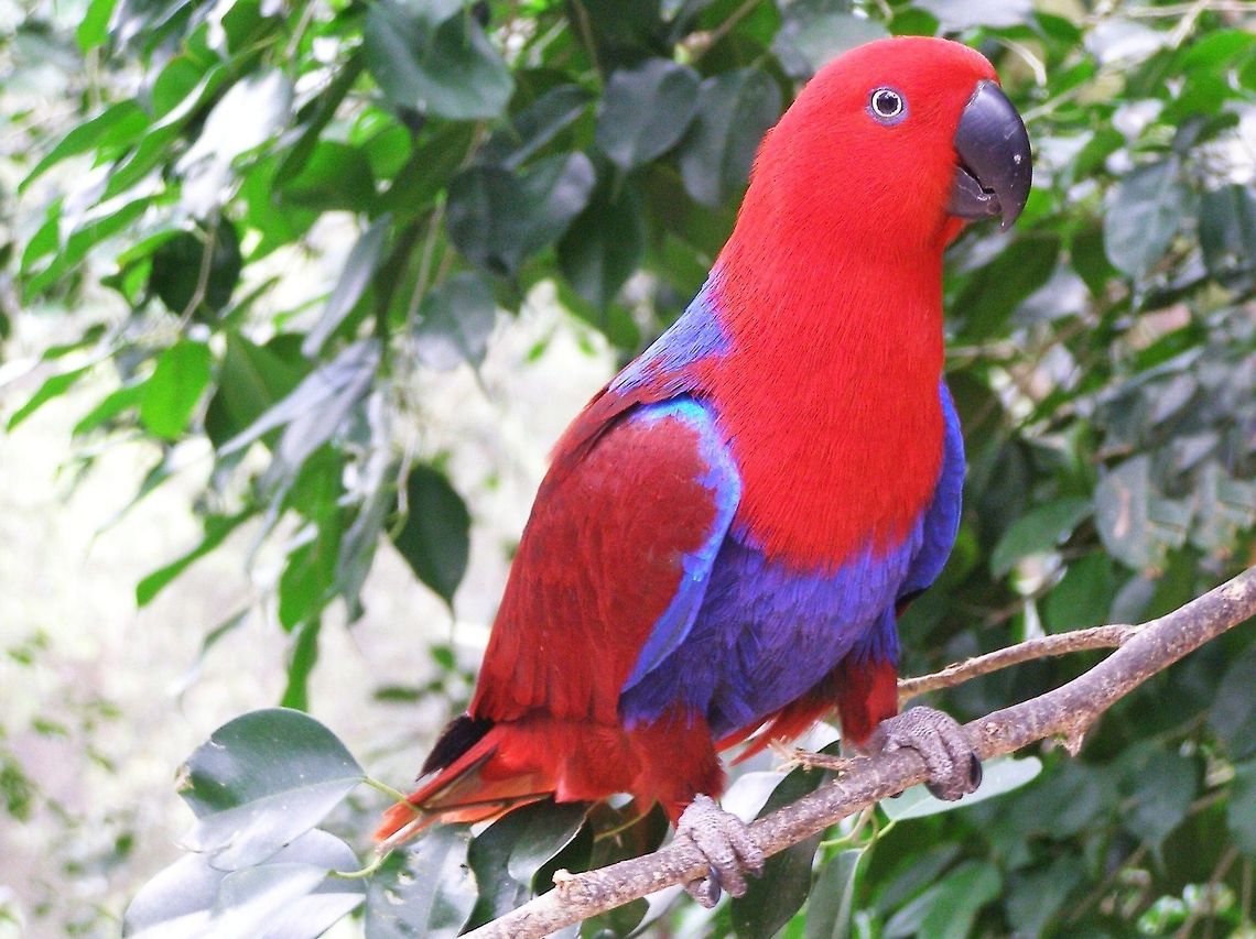Eclectus Parrot (Eclectus roratus) female photographed at the Kuranda Bird Sanctuary in far north queensland these amazing parrots natural habitat in the wild is in the rainforest of eastern cape yorke peninsula in a relatively small area but are found all over the pace being a popular aviary zoo and pet bird the stunning red of the female matched by the emerald green of the male  Australia,Birdworld Kuranda,Eclectus Parrot,Eclectus roratus,Geotagged,australia,cape yorke peninsula,far north queensland,rainforest