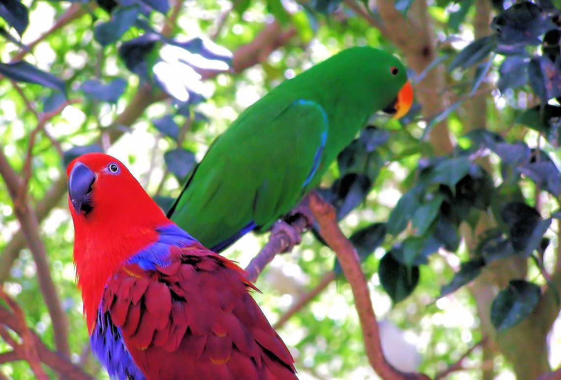 Eclectus Parrot (Eclectus roratus) pair photographed at Birdworld Kuranda in far north queensland a pair of eclectus parrots  Australia,Birdworld Kuranda,Eclectus Parrot,Eclectus roratus,Geotagged,far north queensland