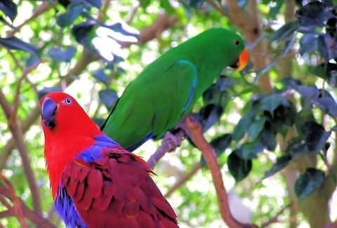 Eclectus Parrot (Eclectus roratus) pair photographed at Birdworld Kuranda in far north queensland a pair of eclectus parrots  Australia,Birdworld Kuranda,Eclectus Parrot,Eclectus roratus,Geotagged,far north queensland