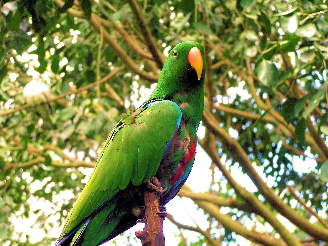 Eclectus Parrot (Eclectus roratus) male photographed at the Kuranda Bird Sanctuary in far north queensland  Australia,Birdworld Kuranda,Eclectus Parrot,Eclectus roratus,Geotagged,australia,far north queensland