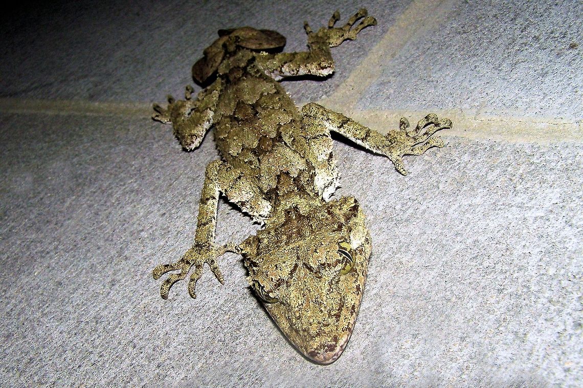 leaf-tailed gecko Saltuarius cornutus photographed on the atherton tableland far north queensland easily spoted on the brickwork but when sitting on a tree trunk almost invisible so good is their camouflage  Henkels Leaf-tailed Gecko (Uroplatus henkeli),Northern Leaf-tail Gecko,Saltuarius cornutus,Uroplatus henkeli,atherton tableland,far north queensland