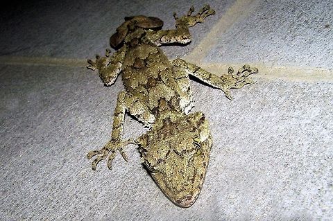 leaf-tailed gecko Saltuarius cornutus photographed on the atherton tableland far north queensland easily spoted on the brickwork but when sitting on a tree trunk almost invisible so good is their camouflage  Henkels Leaf-tailed Gecko (Uroplatus henkeli),Northern Leaf-tail Gecko,Saltuarius cornutus,Uroplatus henkeli,atherton tableland,far north queensland