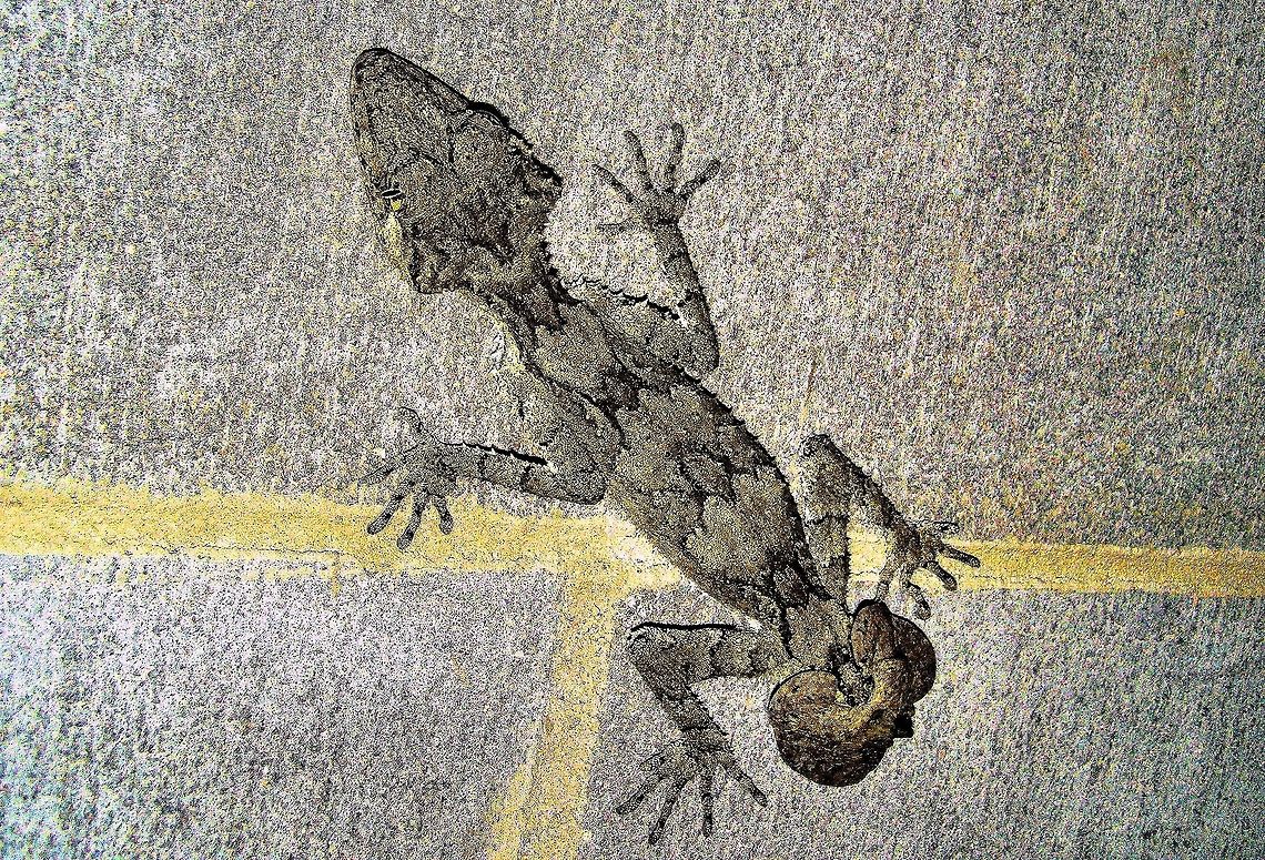 leaf-tailed gecko Saltuarius cornutus photographed on the atherton tableland far north queensland they seem to be able to adjust their colouring to suit the background even on grey bricks as when seen on a tree they would be very brown matching the tree perfectly to the point if they dont move theyre extremely hard to spot! Australia,Geotagged,Northern Leaf-tail Gecko,Saltuarius cornutus,atherton tableland,far north queensland