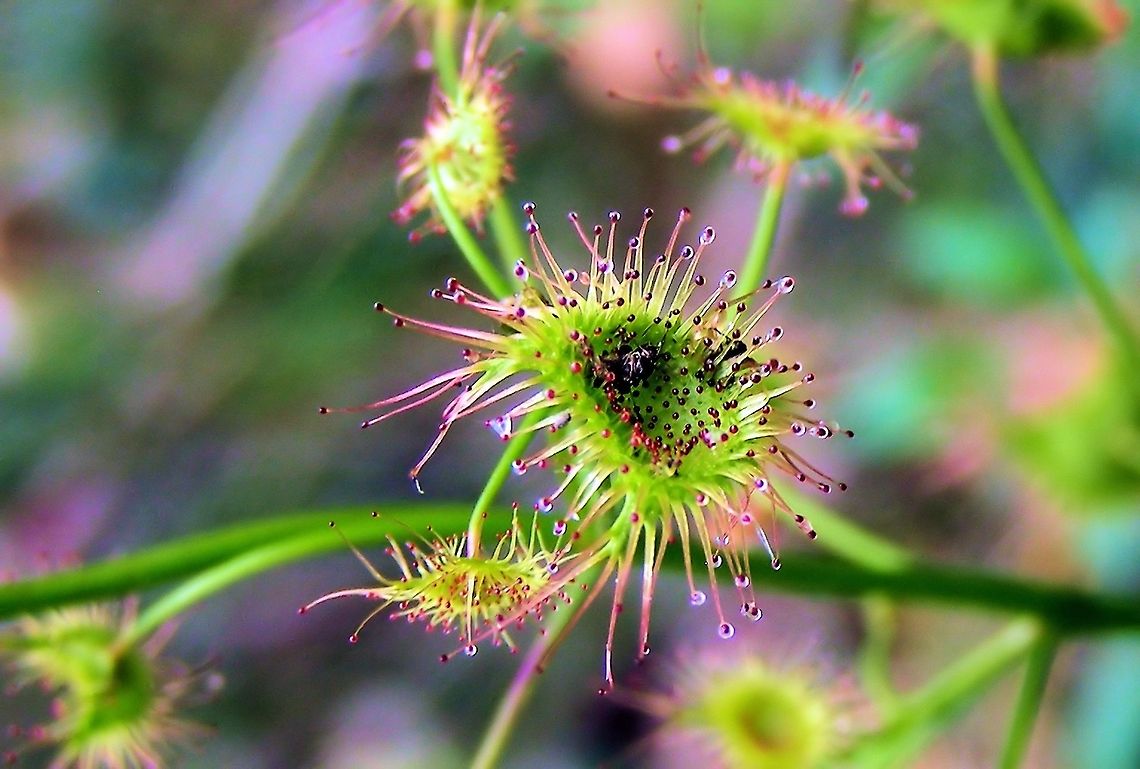 sundew plant photographed at myponga south australia these tiny little carnivorous plants are plentiful throughout australia, one of the Drosera family one of the largest genera of carnivorous plants, and individual species vary extensively in their specific morphology. Common to all members of Drosera are highly modified leaves lined with tentacle-like glandular trichomes. At the end of each trichome, a bead of highly viscous mucilage is secreted, which resembles a drop of dew single drop of mucilage may be stretched to lengths of up to a meter and cover one million times its original surface area. Insects and other prey animals are attracted by the smell of this mucilage and become stuck in it...wiki Australia,Drosera,Geotagged,myponga,south australia