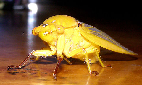 yellow monday cicada  Cyclochila australasiae photographed atherton tableland far north queensland australia while living in a large two storey timber home set right in the rainforest many different cicadas would regularly visit our verandah area most often the usual green ones but also these yellow and some brown or black types as well   Australia,Cyclochila australasiae,Geotagged,atherton tableland,australia,cicada,far north queensland,rainforest,yellow monday