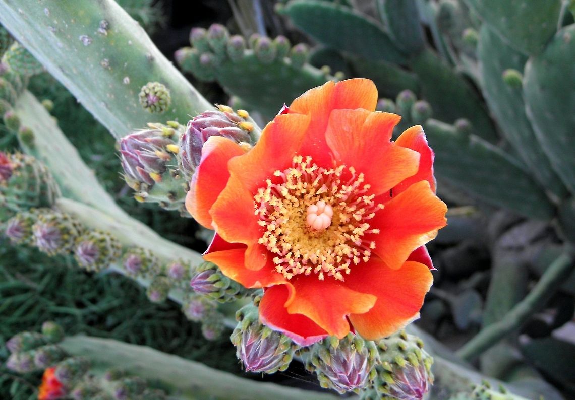 prickly pear flower Opuntia Photographed at moana south australia The first plants of prickly pear were brought into Australia to start a cochineal dye industry. At that time, Spain had a world-wide monopoly on the important cochineal dye industry and the British Government was keen to set up its own source of supply within its dominion.By 1912 the prickly pear situation in both New South Wales and Queensland was very serious, with more that 10 million acres infested,By 1920, prickly pear was completely out of control, infesting some 60 million acres of land.As the amazing spread of prickly pear in eastern Australia was considered to be one of the botanical wonders of the world, its virtual destruction by cactoblastis caterpillars (Cactoblastis cactorum) is still regarded as the world's most spectacular example of successful weed biological control. Australia,Geotagged,Opuntia,Opuntia tomentosa,Velvety tree pear,flower,moana,prickly pear,south australia