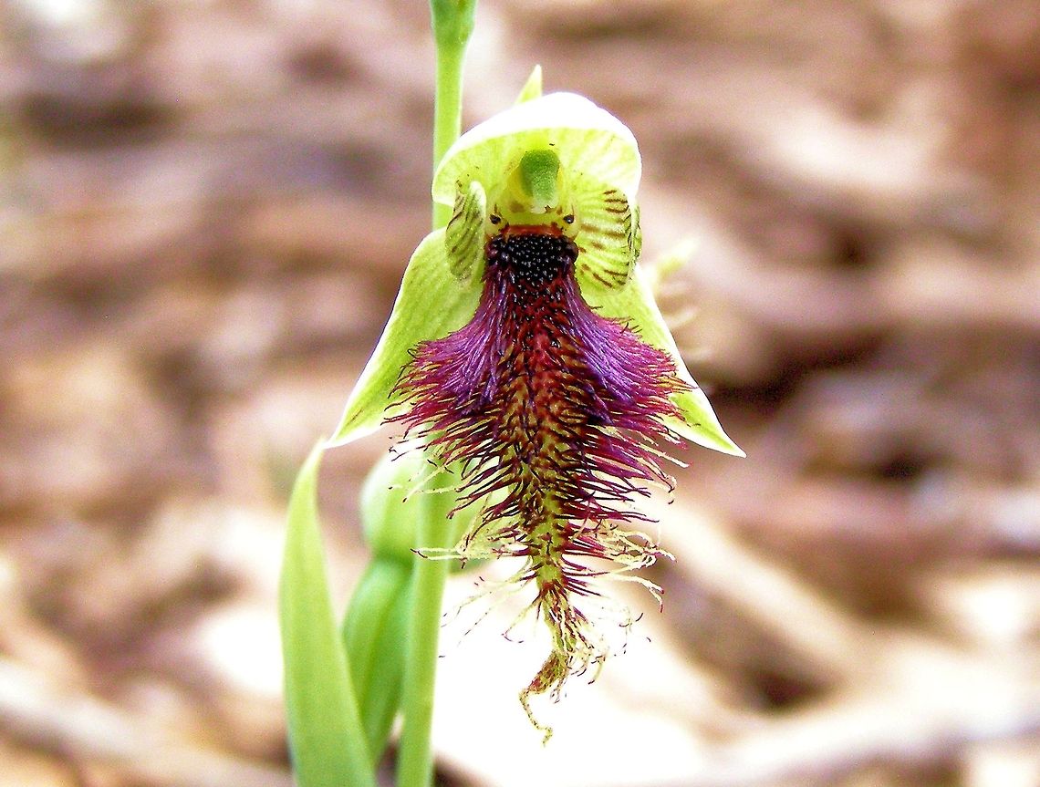 Copper bearded orchid photographed at myponga dam south australia.... There are about 1,000 species of Orchids in Australia and as many as 35,000 species worldwide - making it the largest flower family. Australia,Calochilus robertsonii,Geotagged,Purple Beard Orchid,myponga dam,south australia