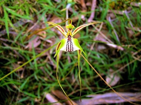 spider orchid photographed at myponga dam south australia Australia,Caladenia tentaculata,Fringed Spider Orchid,Geotagged