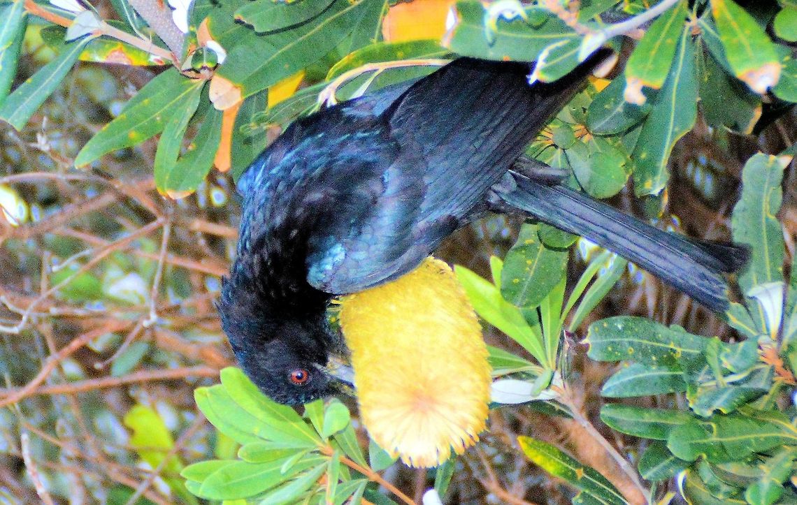 Spangled Drongo (Dicrurus bracteatus) photographed at urunga new south wales along the boardwalk that fringes the mangroves a much smaller specimen than ive seen before and possibly a juvenile or female maybe even both but definitely had the outcurved and forked tail so distinctive of the drongo&#039;s...a real treat to see up close and not at all fussed about us watching it feed happily on the banksia&#039;s yellow flower chasing insects  Australia,Dicrurus bracteatus,Geotagged,Spangled Drongo,australia,new south wales,urunga