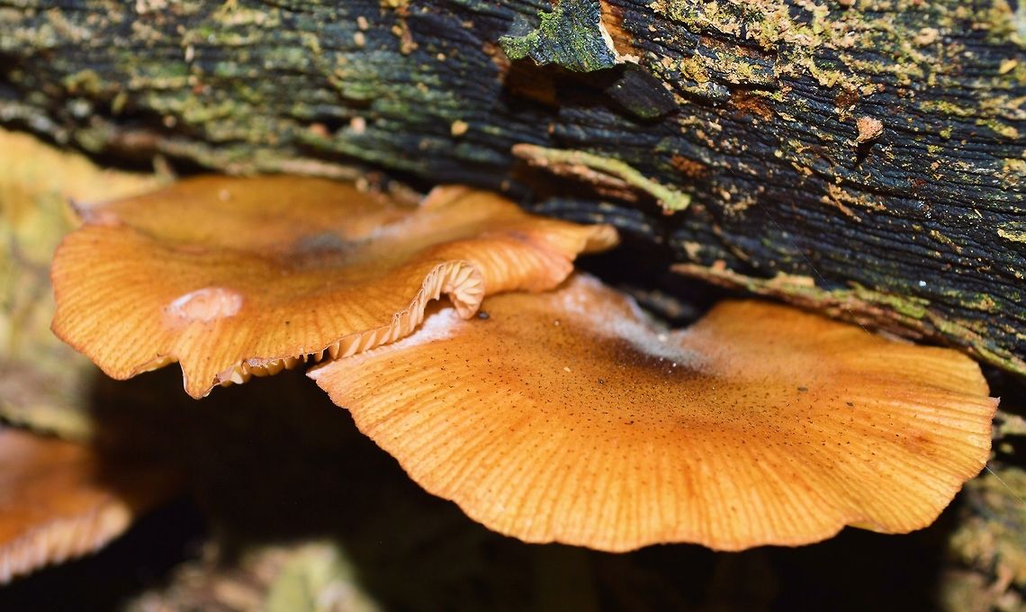 forest fungi photographed at bonville new south wales just another one of those wonderfully mysterious species i have no idea about typically growing on a fallen tree in a small pocket of rainforest along a creek  Australia,Geotagged,australia,bonville,new south wales