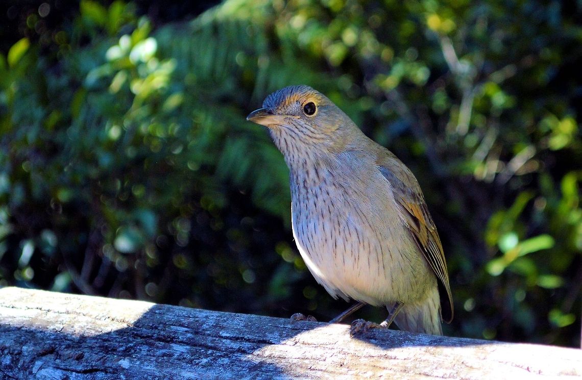 Grey Shrike-thrush (Colluricincla harmonica) photographed dorrigo national park northern new south wales after a beautiful walk to the crystal falls through some ancient rainforest where many birds were heard amongst the canopy and in the underbrush this grey shrike thrush made an appearance at the canopy cafe while enjoying a cappuccino.....typical Australia,Colluricincla harmonica,Geotagged,Grey Shrike-thrush,australia,dorrigo national park,new south wales