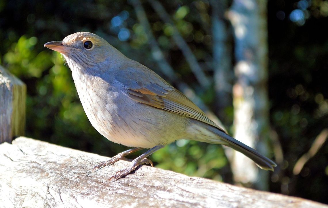 Grey Shrike-thrush (Colluricincla harmonica) - Immature photographed dorrigo national park northern new south wales likely a juvenile showing the russet coloured brow and wing markings not seen on the adults a beautiful songbird  Australia,Colluricincla harmonica,Geotagged,Grey Shrike-thrush,australia,dorrigo national park,new south wales