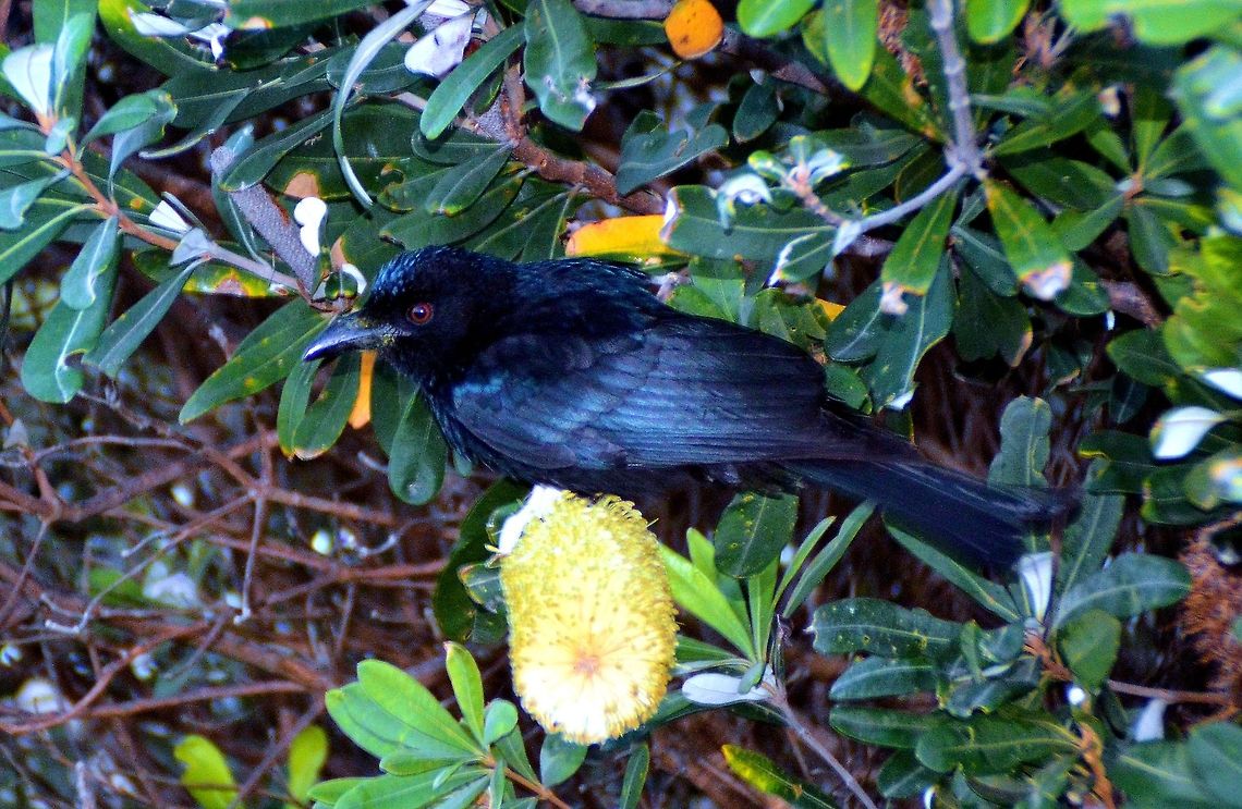 Spangled Drongo (Dicrurus bracteatus) photographed urunga new south wales along the boardwalk fringing the mangroves  Australia,Dicrurus bracteatus,Geotagged,Spangled Drongo,australia,new south wales,urunga