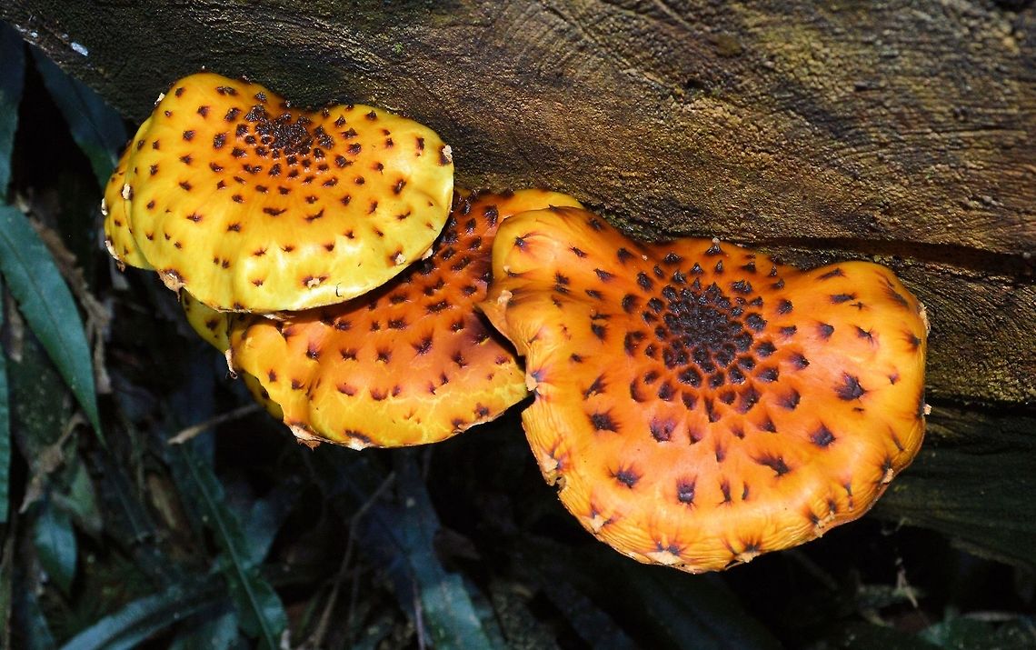 rainforest mushrooms photographed at the never never picnic area rainforest bushwalking trail along the rosewood creek track part of the dorrigo national park in northern new south wales...more of the mysterious world of mushrooms actual species unknown (to me) any and all suggestions more than welcome Australia,Geotagged,australia,dorrigo national park,new south wales